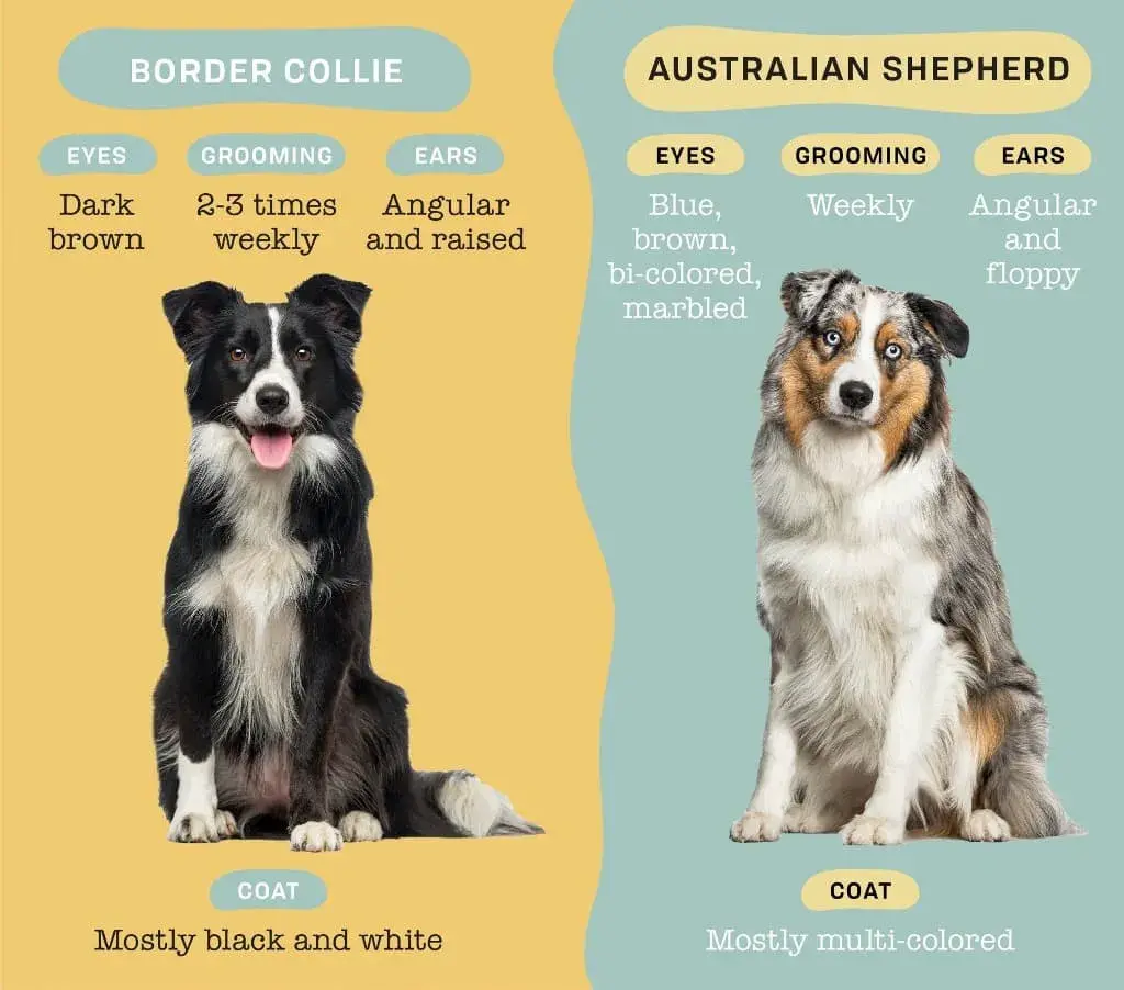 Blue Merle Australian Shepherd Vs. Blue Merle Border Collie: What's the Difference?