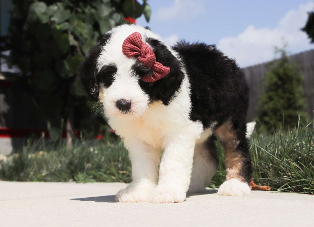 full grown mini sheepadoodle Overview