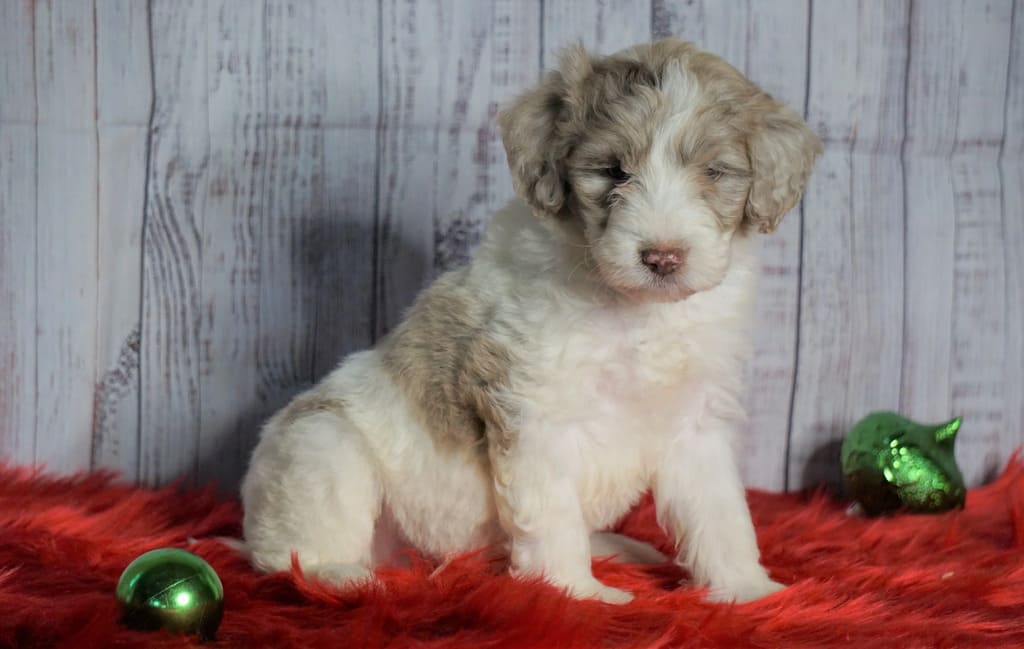 Diet and Nutrition  of grown mini sheepadoodle