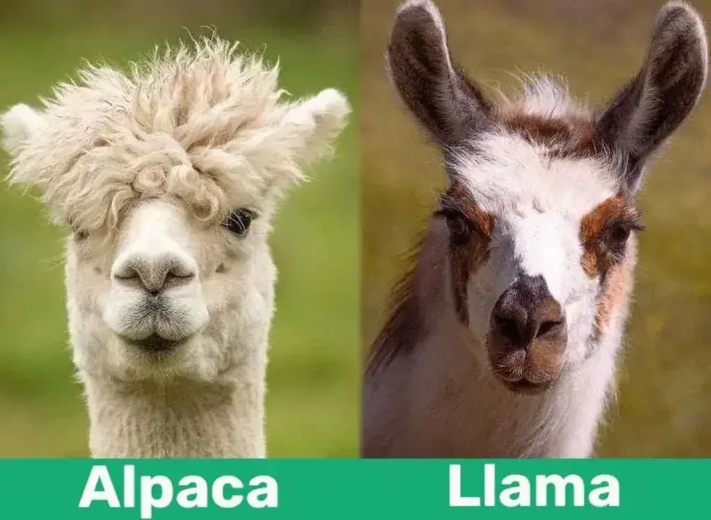 llama vs alpaca
