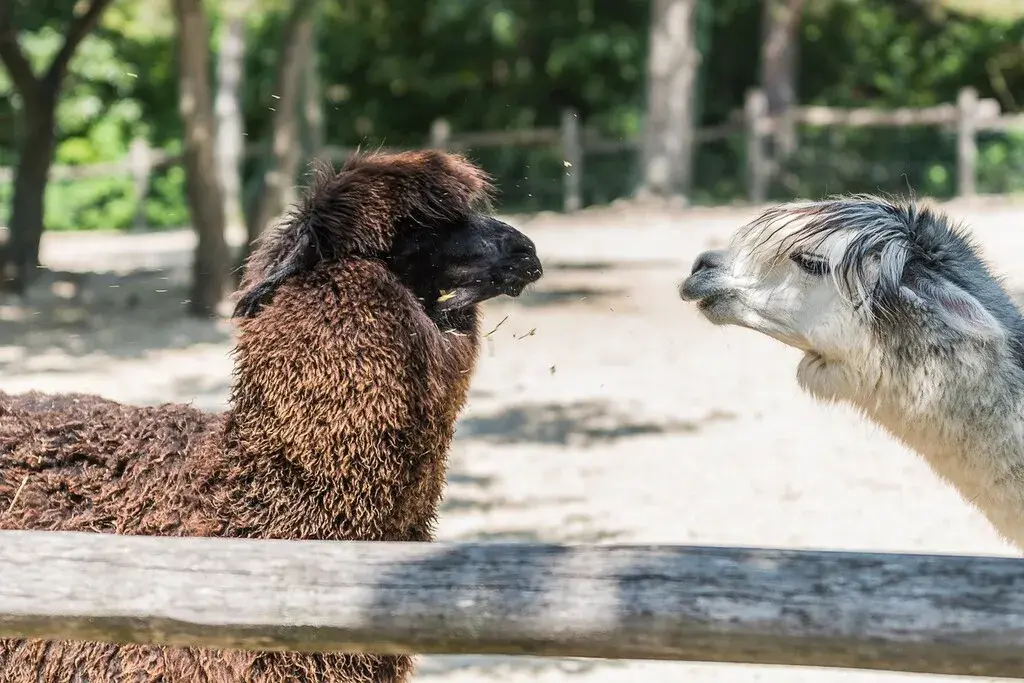llama vs alpaca