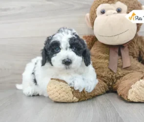 mini sheepadoodles