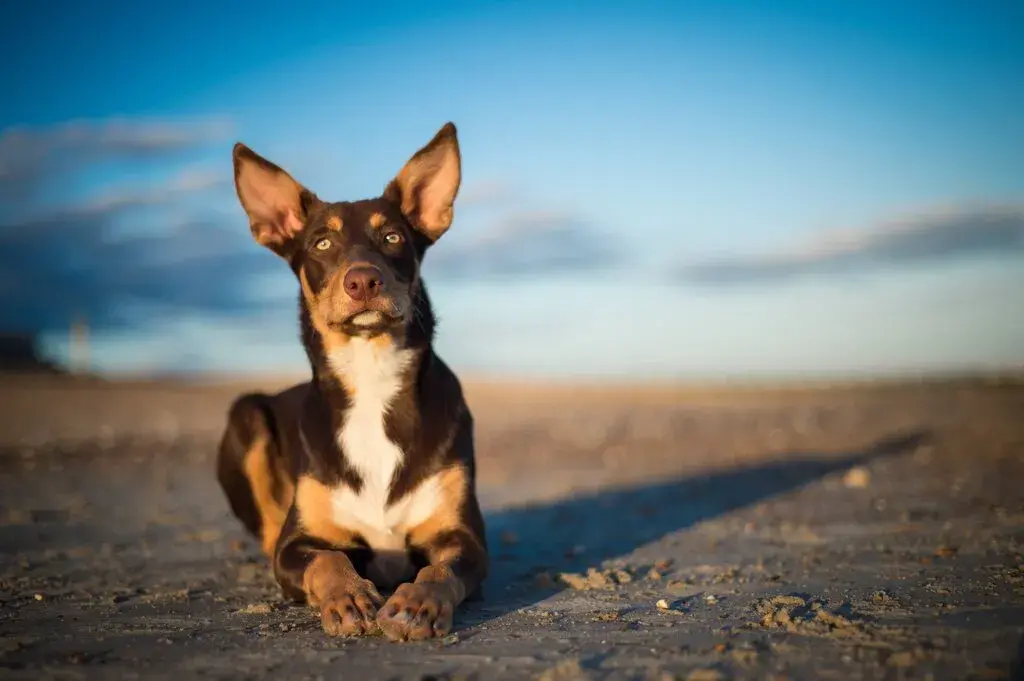 Pros and Cons of Owning an Australian Kelpie