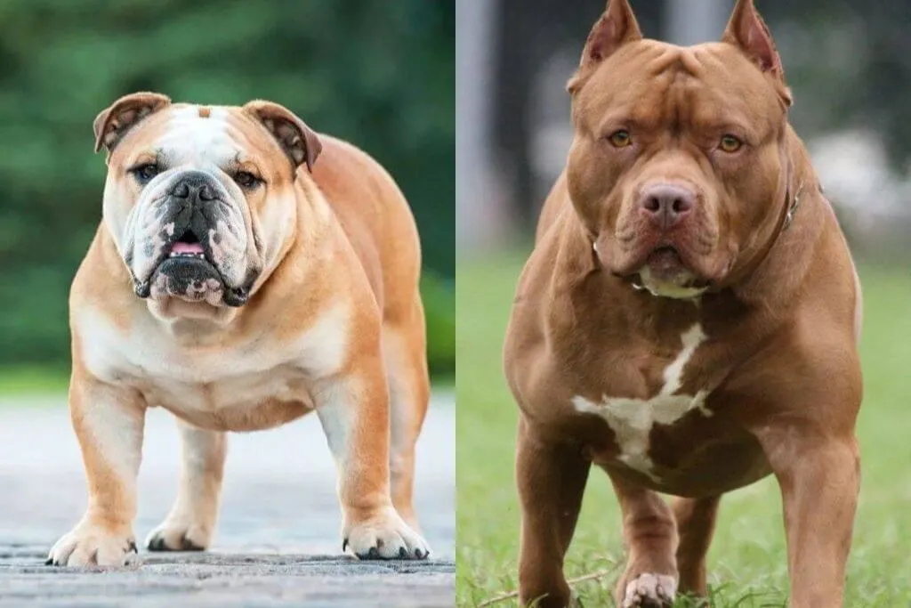 American Bulldog Vs Pitbull Terrier