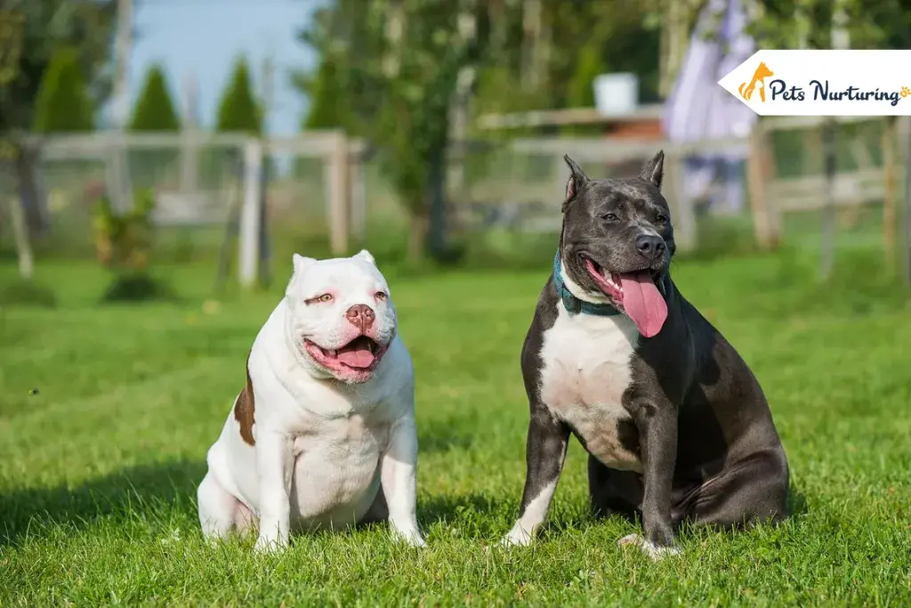 American Bulldog Vs Pitbull Terriers