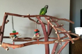 Bird Stand For Your Parrot