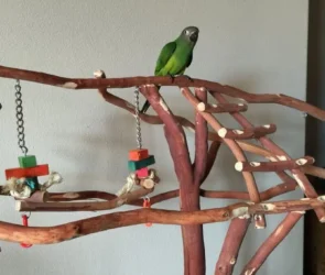 Bird Stand For Your Parrot