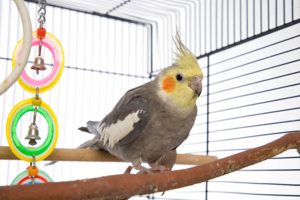 How To Choose the Right Bird Stand for Your Parrot?