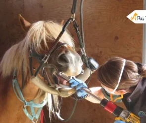 How to Improve Your Horse’s Dental Healths