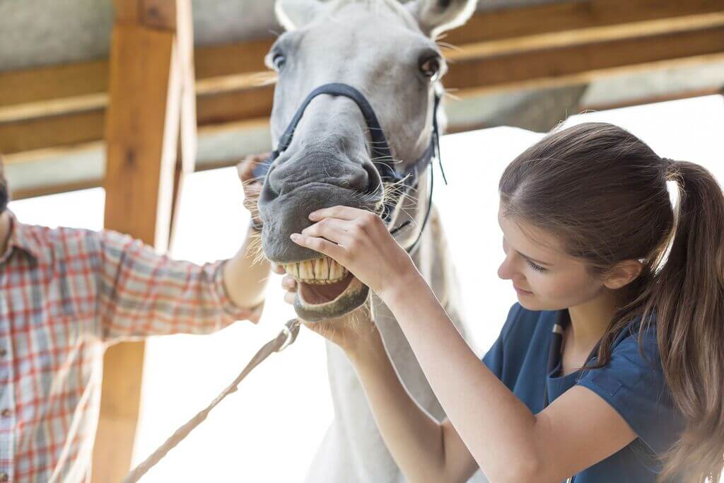 Improve Your Horse’s Dental Health by Regular Dental Check-Ups