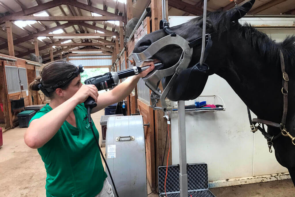 Monitoring for Signs of Dental Problems to Improve Your Horse’s Dental Health