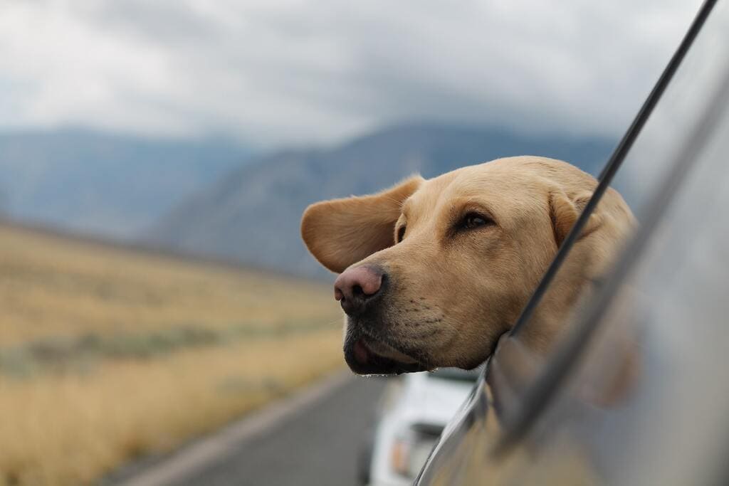 Transportation Options when Taking a Dog on a Trip