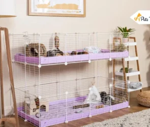 Things to Add to Your Guinea Pig’s Cages