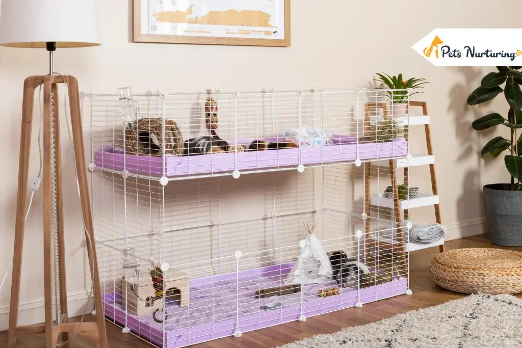 Things to Add to Your Guinea Pig’s Cages