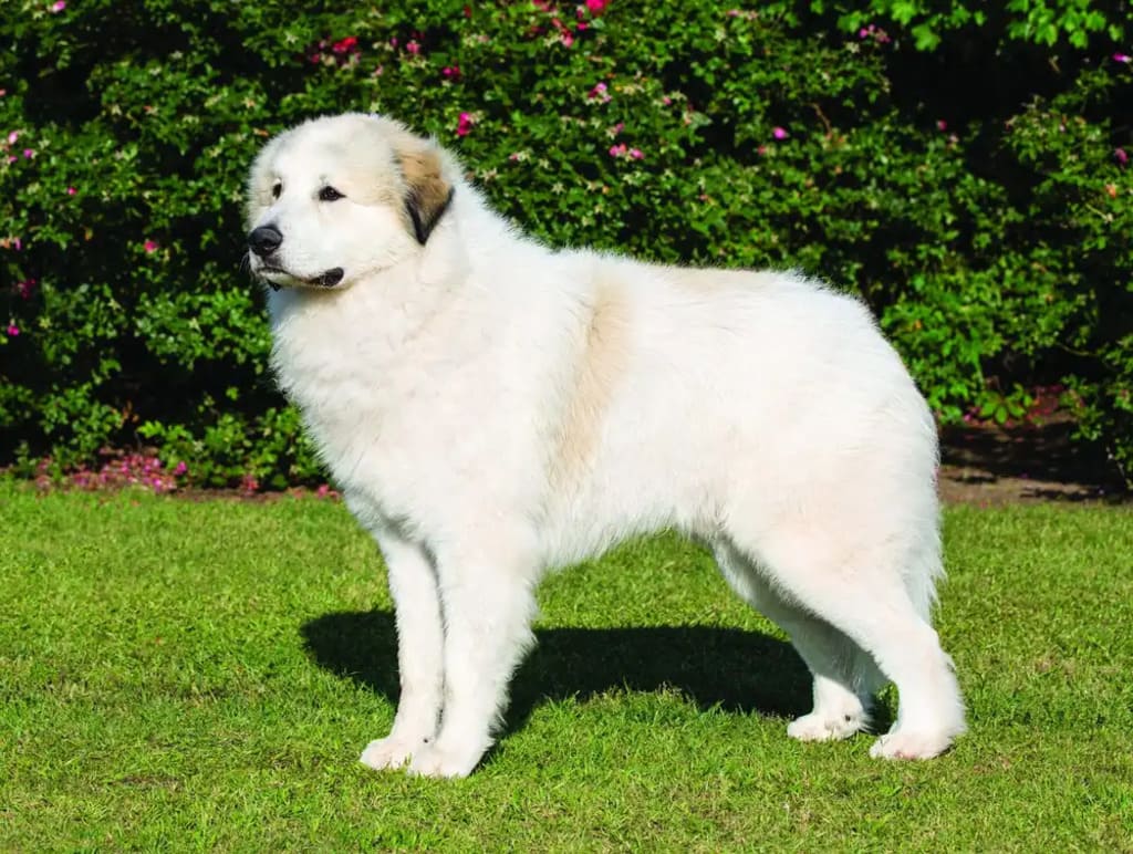 great pyrenees History