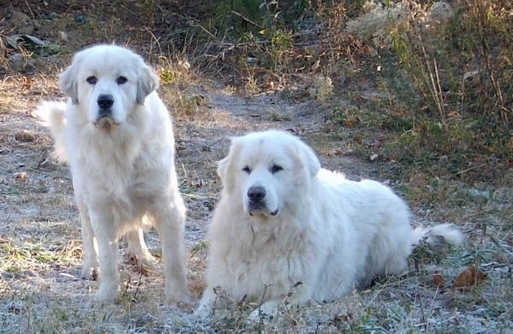 great pyrenees Appearance