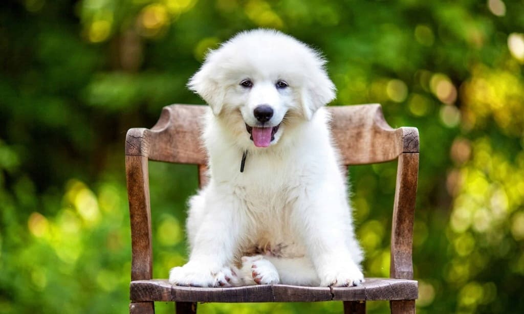 great pyrenees Living Needs