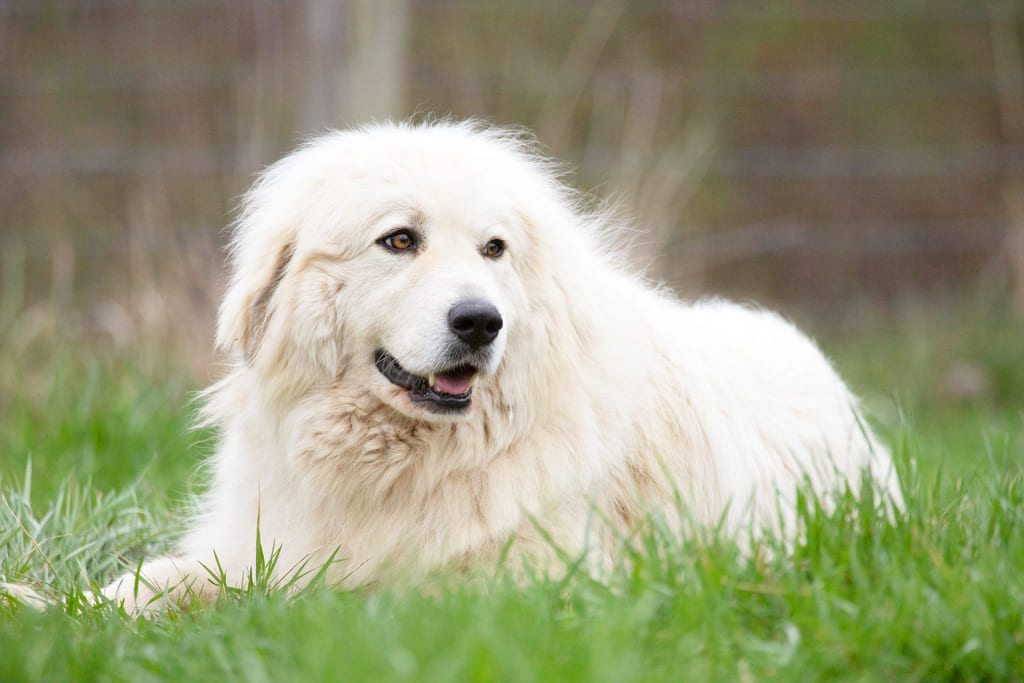 great pyrenees Care