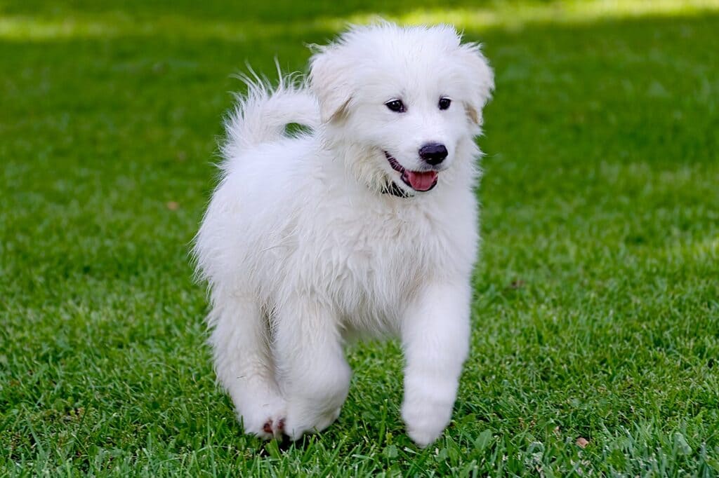 great pyrenees Health