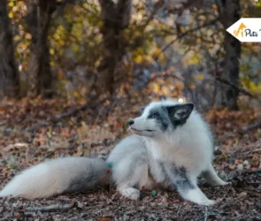 Canadian Marble Foxes
