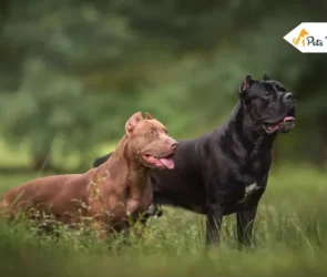 Cane Corso Pitbulls Mix