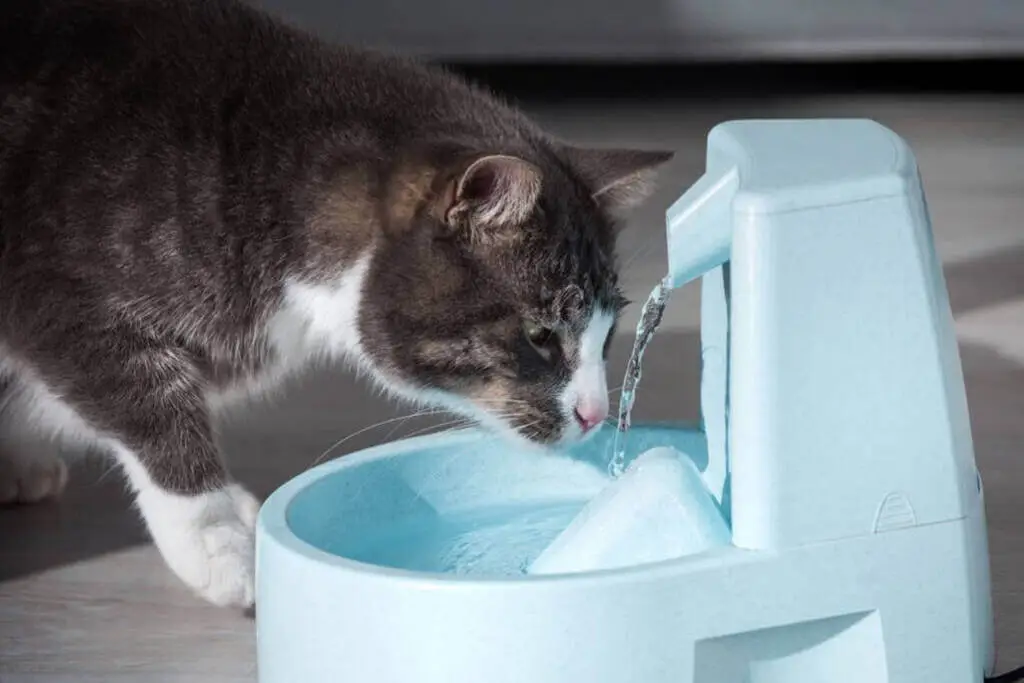 dehydration-in-cats-how-to-keep-your-cat-hydrated-pets-nurturing