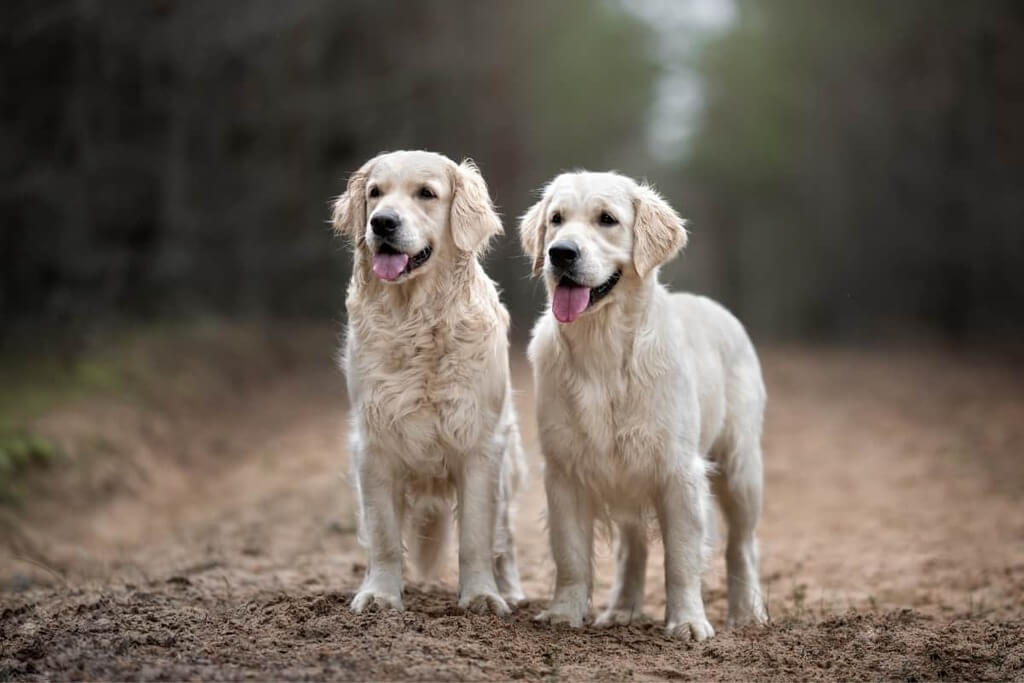 The Truth about English Cream Golden Retriever