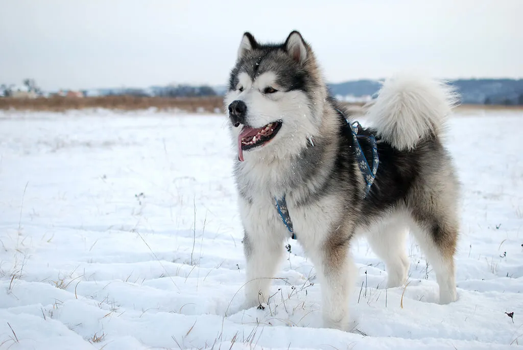 Giant Alaskan Malamute Price, Size, Care, and More - Pets Nurturing