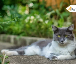 Grey and White Cat Breeds