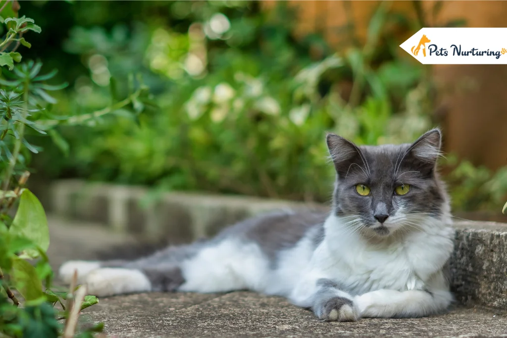 Grey and White Cat Breeds
