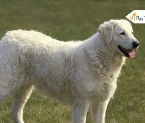 Large White Dog Breed