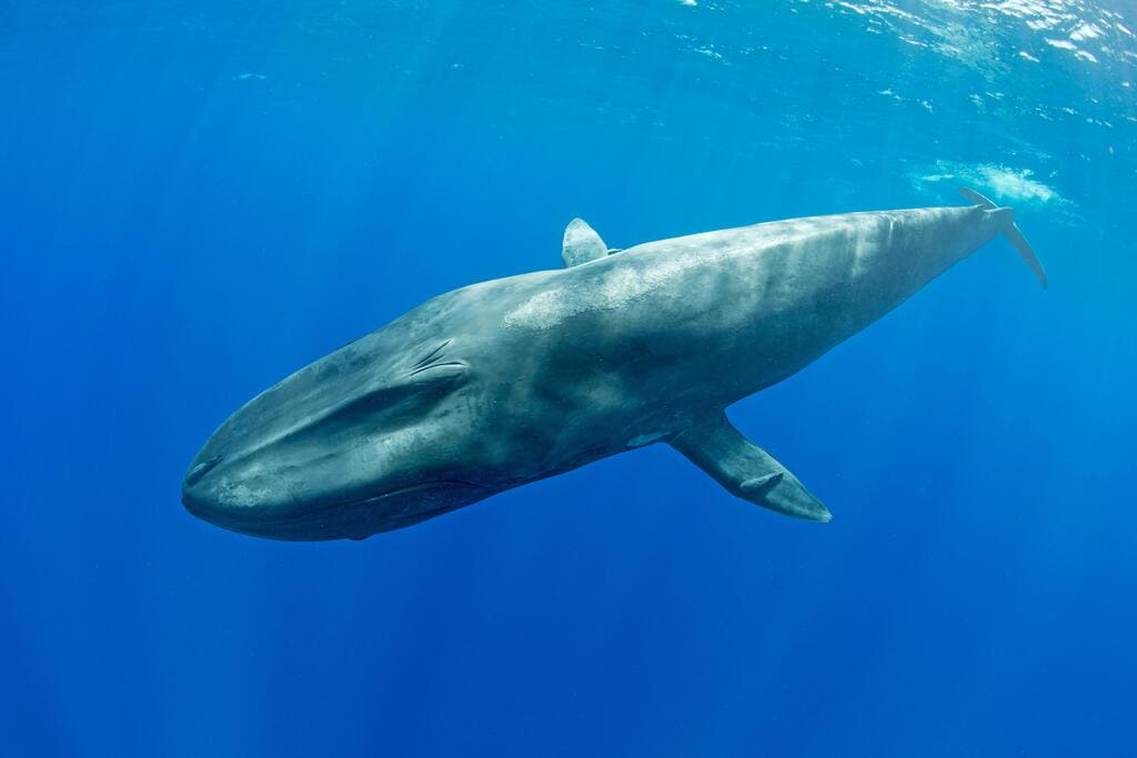 Information on The Blue Whale: