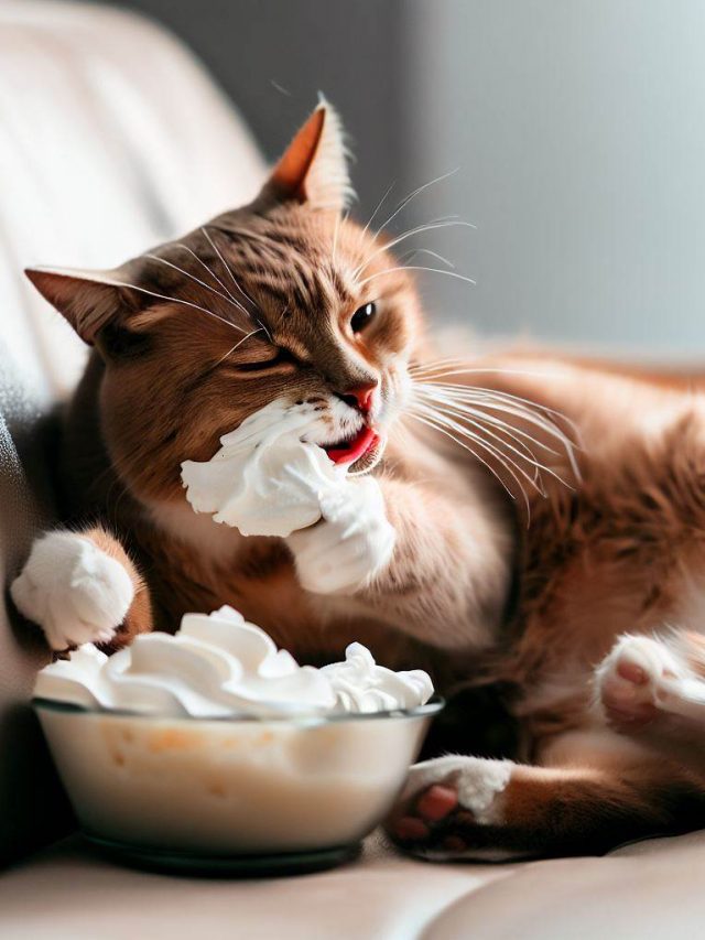 CAN CATS EAT WHIPPED CREAM?
