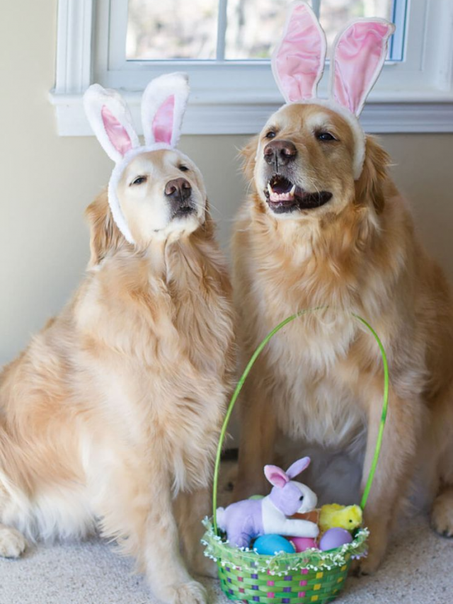 How To Celebrate  Easter With Your Pets