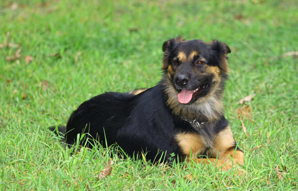 What is the Cost of German Shepherd Rottweiler Mix