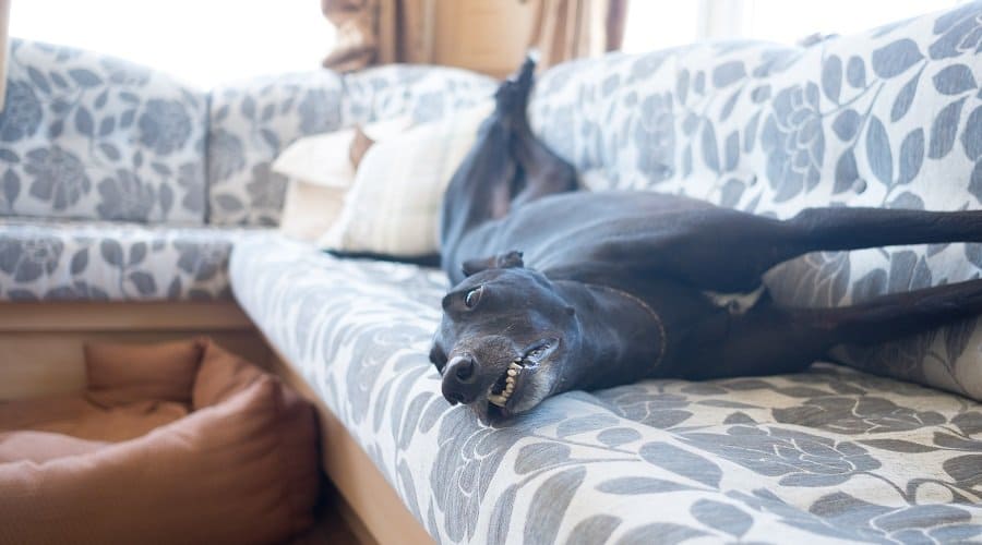 Greyhound a low energy dog breeds