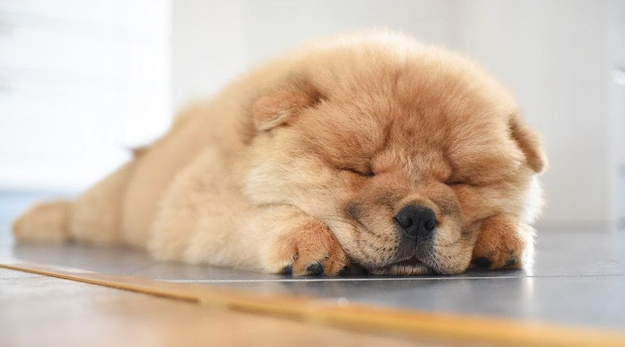 Chow Chow a low energy dog breeds