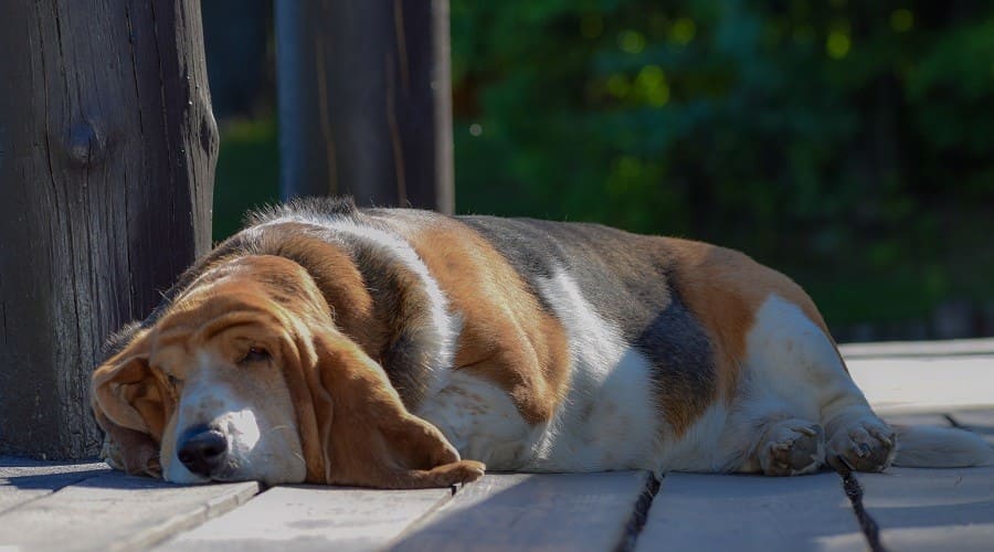 Basset Hounds a low energy dog breeds