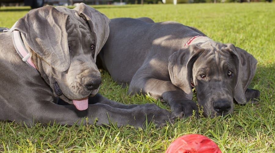 Great Danes a low energy dog breeds