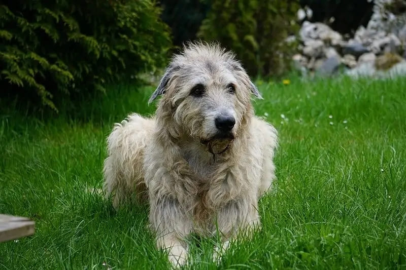 Irish Wolfhound a low energy dog breeds