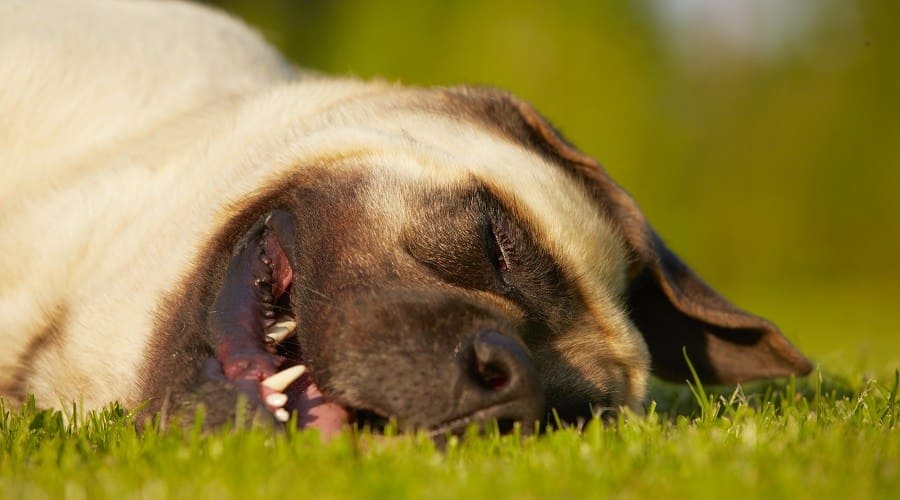 Mastiff a low energy large dog breeds