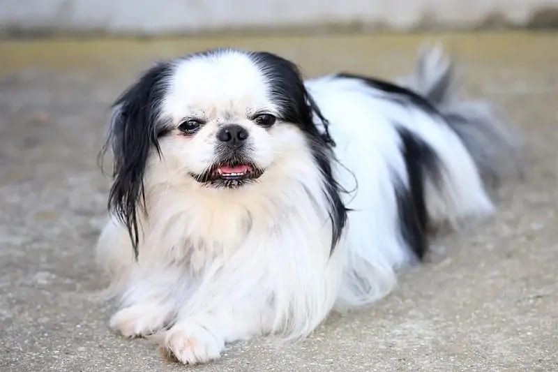 Japanese Chin a low energy dog breeds