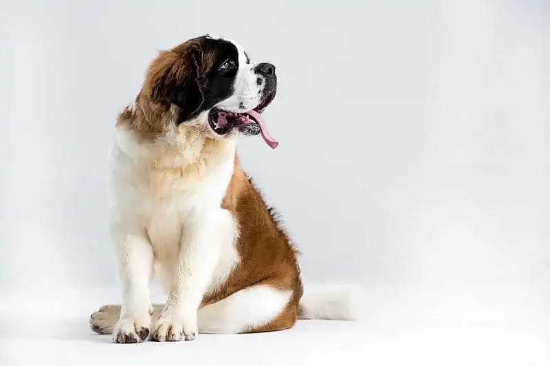 Saint Bernard a low energy large dog breeds