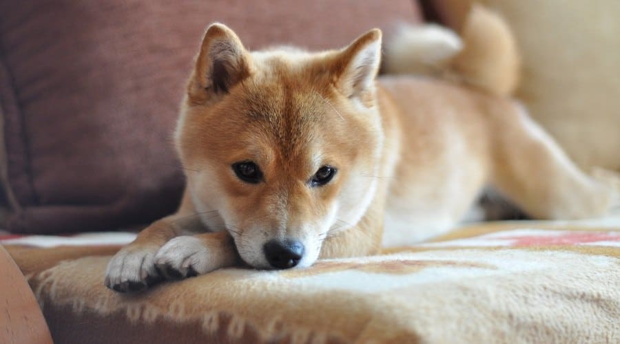 Shiba Inu a low energy dog breeds