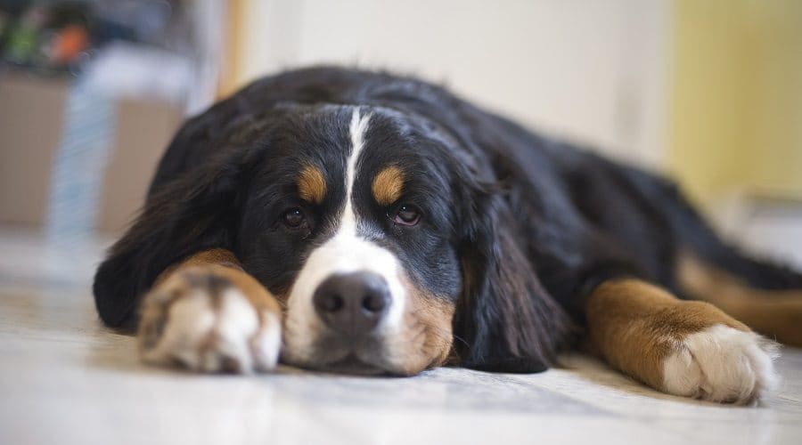 Bernese Mountain Dog a low energy dog breeds