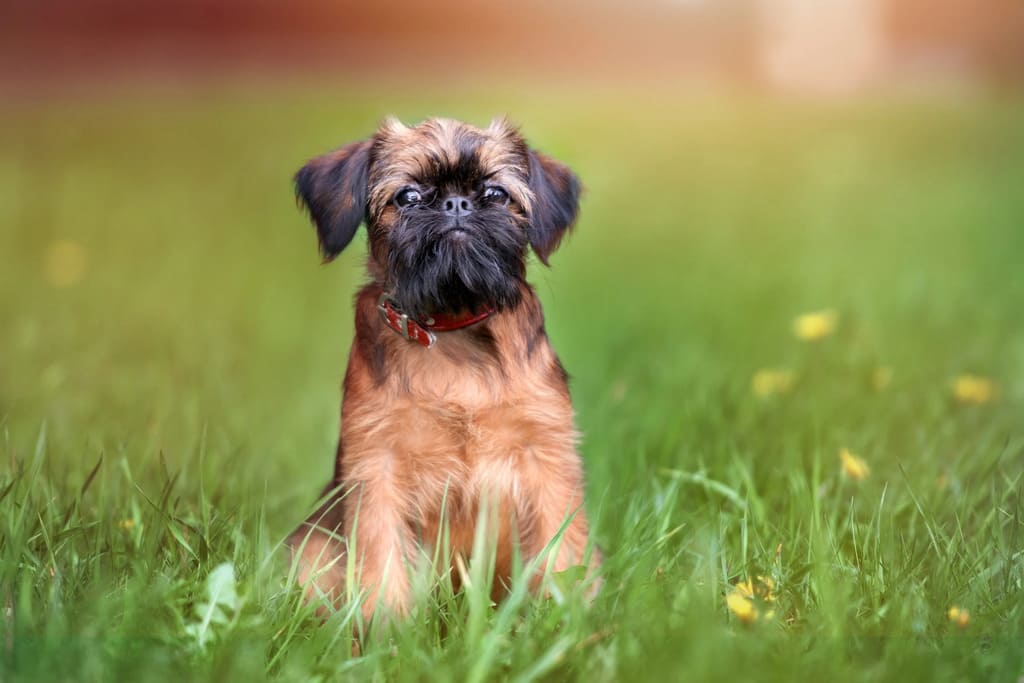 Brussels Griffon a low energy dog breeds