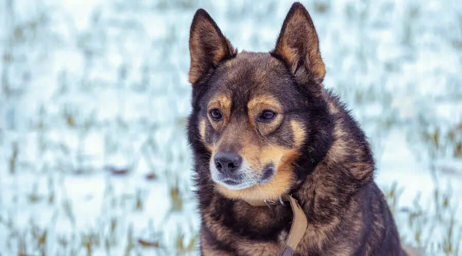 German Shepherd Wolf Mix – The German Wolf