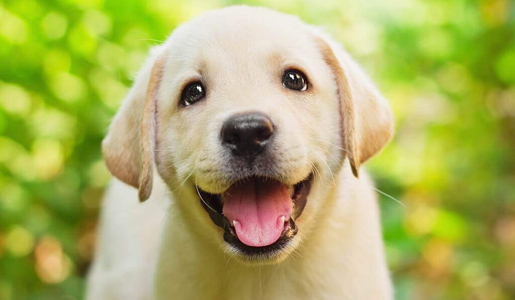 Labrador Puppy dog
