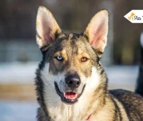 German Shepherd Husky Mix