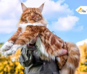 Largest Cat Breed
